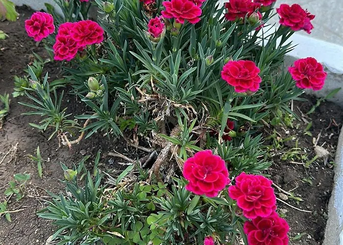 парк-хотел рива 公寓 *